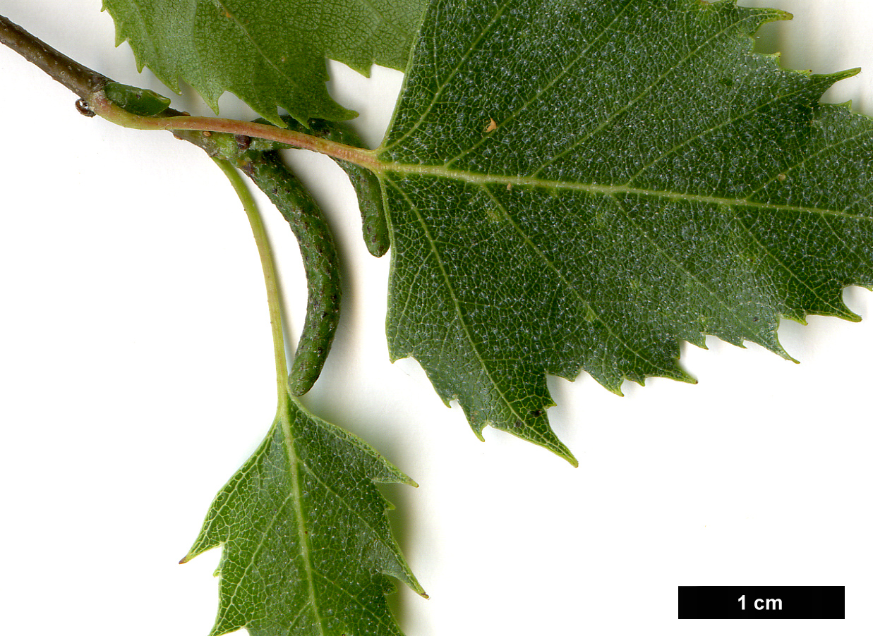 High resolution image: Family: Betulaceae - Genus: Betula - Taxon: pendula - SpeciesSub: subsp. pendula